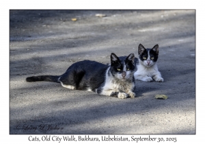 2025-09-30#2705 Cats, Old City Walk, Bukhara, Uzbekistan