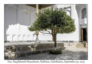 2025-09-30#5586 Tree, Naqshbandi Mausoleum, Bukhara, Uzbekistan