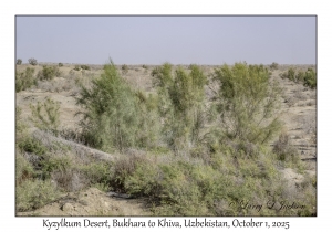 2025-10-01#2817 Kyzylkum Desert, Bukhara to Khiva, Uzbekistan