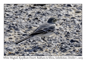 2025-10-01#2842 Bird, Kyzylkum Desert, Bukhara to Khiva, Uzbekistan