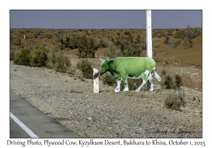 2025-10-01#2858 Driving Photo, Plywood Cow, Kyzylkum Desert, Bukhara to Khiva, Uzbekistan