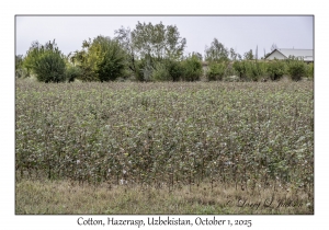 2025-10-01#2922 Cotton, Hazerasp, Uzbekistan