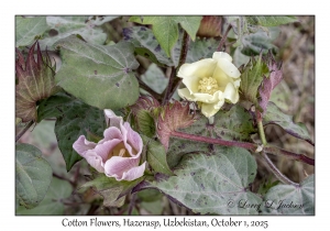 2025-10-01#2929 Cotton Flowers, Hazerasp, Uzbekistan