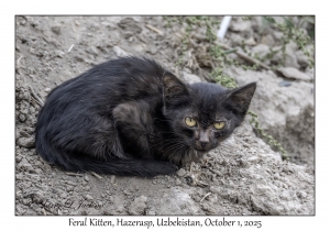 2025-10-01#2939 Feral Kitten, Hazerasp, Uzbekistan