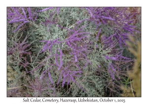 2025-10-01#2950 Tamarix ramosissima - Salt Cedar, Cemetery, Hazerasp, Uzbekistan