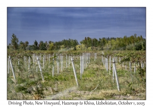 2025-10-01#2983 Driving Photo, New Vineyard, Hazerasp to Khiva, Uzbekistan