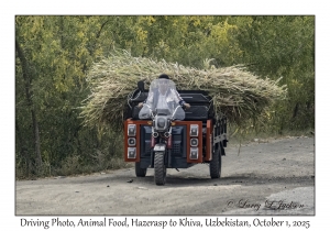 2025-10-01#2994 Driving Photo, Animal Food, Hazerasp to Khiva, Uzbekistan