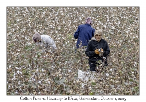 2025-10-01#3035 Cotton Pickers, Hazerasp to Khiva, Uzbekistan