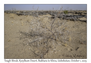 2025-10-01#5725 Tough Shrub, Kyzylkum Desert, Bukhara to Khiva, Uzbekistan