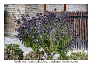 2025-10-02#3067 Ocimum basilicum - Purple Basil, Itchan Kala, Khiva, Uzbekistan