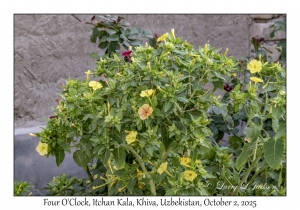 2025-10-02#3098 Mirabilis jalapa - Four O'Clock, Itchan Kala, Khiva, Uzbekistan