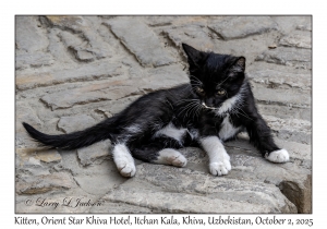 2025-10-02#3149 Kitten, Orient Star Khiva Hotel- Madrasah Muhammad Aminkhan, Itchan Kala, Khiva, Uzbekistan