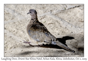 Laughing Dove