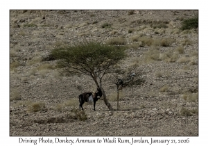 2026-01-21#3579 Driving Photo, Donkey, Amman to Wadi Rum, Jordan