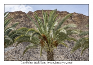 2026-01-21#3610 Phoenix dactylifera - Date Palms, Wadi Rum, Jordan