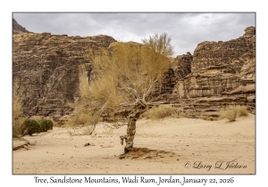 2026-01-22#3770 Tree, Sandstone Mountains, Wadi Rum, Jordan