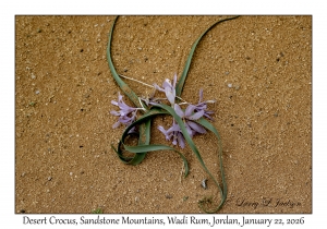 2026-01-22#3801 Colchicum crocus - Desert Crocus, Sandstone Mountains, Wadi Rum, Jordan