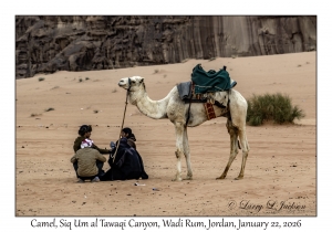 2026-01-22#3806 Camel, Siq Um al Tawaqi Canyon, Wadi Rum, Jordan