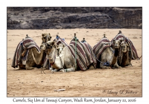 2026-01-22#3809 Camel, Siq Um al Tawaqi Canyon, Wadi Rum, Jordan