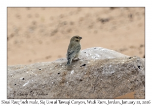 2026-01-22#3821 Carpodacus synoicus - Sinai Rosefinch male, Siq Um al Tawaqi Canyon, Wadi Rum, Jordan