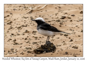 2026-01-22#3832 Oenanthe monacha - Hooded Wheatear, Siq Um al Tawaqi Canyon, Wadi Rum, Jordan