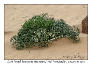 Giant Fennel