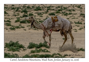 2026-01-22#3883 Camel, Sandstone Mountains, Wadi Rum, Jordan
