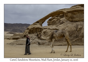 2026-01-22#3901 Camel, Sandstone Mountains, Wadi Rum, Jordan