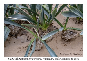 2026-01-22#3957 Drimia maritima - Sea Squill, Sandstone Mountains, Wadi Rum, Jordan