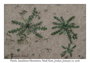 2026-01-22#3968 Plant, Sandstone Mountains, Wadi Rum, Jordan