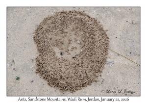 2026-01-22#3975 Ant, Sandstone Mountains, Wadi Rum, Jordan