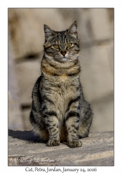 2026-01-24#4152 Cat, Petra, Jordan