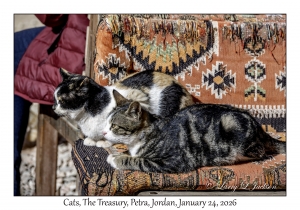 2026-01-24#4206 Cats, The Treasury, Petra, Jordan