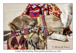 2026-01-24#4221 Camel, The Treasury, Petra, Jordan