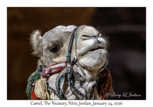 2026-01-24#4222 Camel, The Treasury, Petra, Jordan