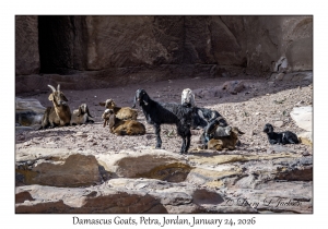 2026-01-24#4246 Capra aegagrus hircus - Damascus Goats, Petra, Jordan