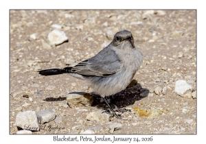 2026-01-24#4266 Oenanthe melanura - Blackstart, Petra, Jordan