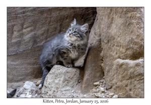 2026-01-25#4349 Kitten, Petra, Jordan
