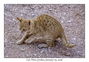 2026-01-25#4359 Cat, Petra, Jordan