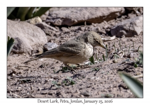 2026-01-25#4382 Ammomanes deserti - Desert Lark, Petra, Jordan