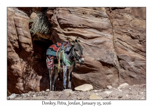 2026-01-25#4391 Donkey, Petra, Jordan