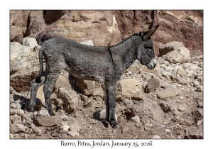 2026-01-25#4394 Donkey, Petra, Jordan