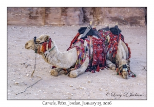 2026-01-25#4421 Camel, Petra, Jordan