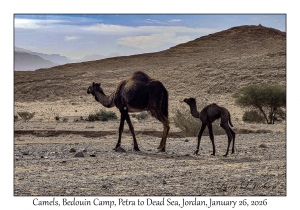 2026-01-26#1306 Camel, Bedouin Camp, Petra to Dead Sea, Jordan