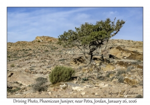 2026-01-26#4477 Driving Photo, Juniperus phoenicea - Phoenicean Juniper, near Petra, Jordan