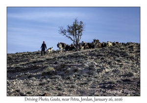 2026-01-26#4483 Driving Photo, Goat, near Petra, Jordan