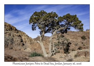 2026-01-26#4511 Juniperus phoenicea - Phoenicean Juniper, Wreck, Petra to Dead Sea, Jordan