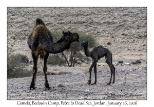 2026-01-26#4596 Camel, Bedouin Camp, Petra to Dead Sea, Jordan