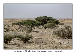 2026-01-26#4613 Landscape, Bedouin Camp, Petra to Dead Sea, Jordan