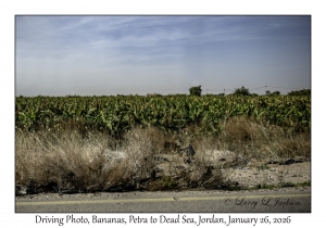 2026-01-26#4649 Driving Photo, Bananas, Petra to Dead Sea, Jordan
